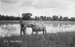 CARTE PHOTO ASIE MALAISIE CIRCA 1950 WATER BUFFALO BUFFLE ENFANT CHAMPS - Malaysia