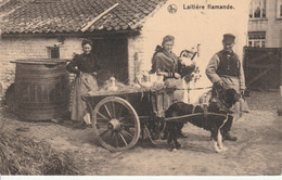 Laitière Flamande - Fermes