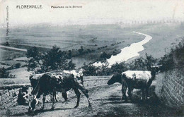 Florenville Panorama De La Semois édit L Duparque Vaches - Florenville