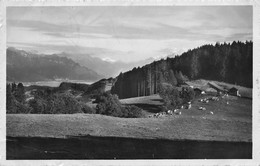 Puidoux Pâturage Du Mont Cheseaux - Puidoux