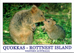 (3 F 20) Australia - Automobile Stamp - WA - Rottnest Island QUOKKAS - Andere & Zonder Classificatie