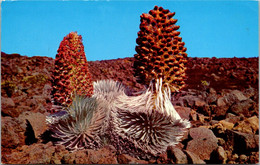 Hawaii Maui Silversword Plant In Bloom 1972 - Maui