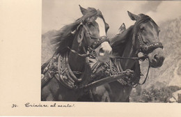 CAVALLO-HORSE-CHEVAL-CABALLO-PFERD-CRINIERE AL VENTO-CARTOLINA VERA FOTOGRAFIA-NON VIAGGIATA-ANNO 1925-35 - Pferde