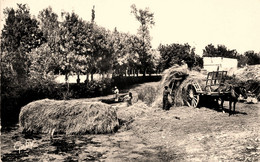 Maillezais * Les Foins ! * Fenaison Scène Agricole Agriculture * Les Douves De L'abbaye - Maillezais