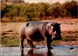 (3 F 24) Hippopotame - Hippopotamus - Hippopotames