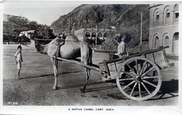 YEMEN ADEN A Native Camel Cart CHARETTE A CHAMEAU INDIGENE 1952 - Yémen