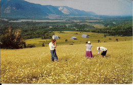 CANADA - CPSM -  Farms In Sunrise Valley - On The Cabot Frail Nova Scotia - Cape Breton