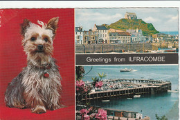 ILFRACOMBE MULTI VIEW - Ilfracombe