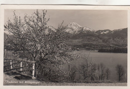 A7642) FAAKERSEE Mit MITTAGSKOGEL - Alt !! Mit Blühendem Baum Im Vordergrund ALT 1939 - Faakersee-Orte