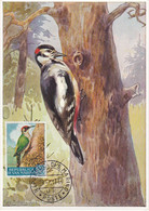 Carte Maximum Oiseau Bird San Marin Marino 1960 Pic - Brieven En Documenten