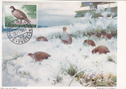 Carte Maximum Oiseau Bird San Marin Marino 1960 Perdrix - Storia Postale