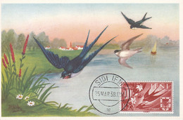 Carte Maximum  Oiseau Bird Ifni 1958 Hirondelle - Ifni