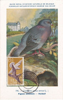 Carte Maximum  Oiseau Bird Ifni 1959 Pigeon - Ifni