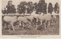 YB/ TUNISIE . Ets D'élevage De SIDI-TABET . Vaches Gasconnes Au Pâturage - Tunisia