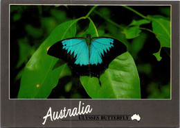 (2 F 28) Australia - Ulysse Buttefly (posted To Australia Flowers Stamp) Cairns P/m - Papillons