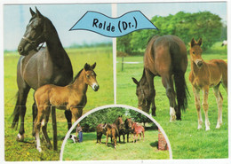 Rolde -  (Drenthe, Nederland / Holland) - Nr. L  3337 - Paarden, Veulens - ('Rolde' In Blauw Banner) - Rolde