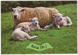 Rolde - (Drenthe, Nederland / Holland) - Nr. L 3370 - Schaap, Lammetjes - Rolde