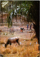 AFRIQUE GAMBIE CULTURE DE LA TERRE - Gambia