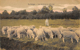 En Sologne Ou Gatinais     45        Les Moutons Au Pâturage       Voir Scan) - Other & Unclassified