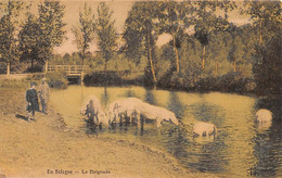 En Sologne Ou Gatinais     45        La Baignade Des Chevaux   (voir Scan) - Autres & Non Classés