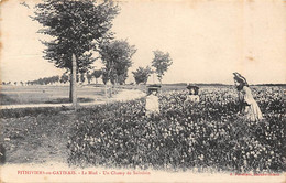 En Sologne Ou Gatinais     45    Apiculture. Le Miel .Un Champ De Sainfoin        (voir Scan) - Sonstige & Ohne Zuordnung