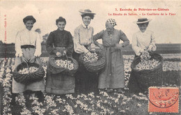 En Sologne Ou Gatinais     45     La Récolte Du Safran . La Cueillette De La Fleur        (voir Scan) - Sonstige & Ohne Zuordnung