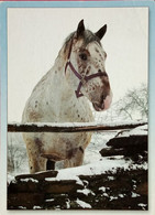 Horse In The Snow - Cavalli