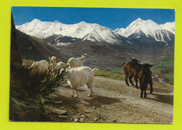 65 Vallée D'AURE N°74 Montagnes Du RIEUMAJOU Corniche De Grailhen Postée à ARREAU En 1973 Beau Troupeau De Chèvres - Vielle Aure
