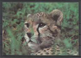 Tanzania, Leopard (Head), Nice Stamps,1978. - Tanzanie