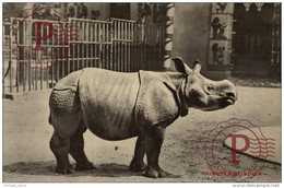 RINOCERONTE / RHINO - Neushoorn