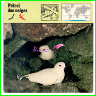 Fiche Illustrée " PETREL DES NEIGES " Oiseau Bird Snow - 1977 Editions Rencontre Lausanne - Animals