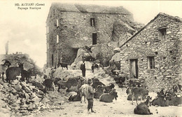 CORSE - ALTIANI (près De CORTE Et VENACO) - Bergers - Chèvres - Andere & Zonder Classificatie