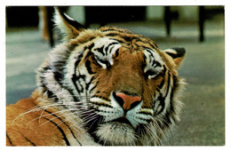 Ref 1521 - Postcard - Tiger At London Zoo - Animals Large Cat Theme - Tiger