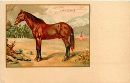 Cheval * Cpa Illustrateur * Race LANDAIS * Horse * Hippisme équitation - Horses