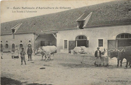 CPA  GRIGNON - Ecole Nationale D'Agriculture De Grignon - Les Bœufs à L'Abreuvoir - Superbe - Animée - Bon état - 122w - Grignon