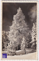 Delcampe - Leysin Suisse / Vaud - CP 1938 Forêt Paysage D'hiver Neige Photo Société Graphique Neuchâtel Carte Postale A66-6 - Leysin