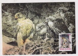 MC 034316 ISLAND - Gyrfalcon - Cartoline Maximum