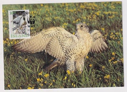 MC 034317 ISLAND - Gyrfalcon - Tarjetas – Máxima