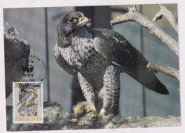 MC 034318 ISLAND - Gyrfalcon - Tarjetas – Máxima