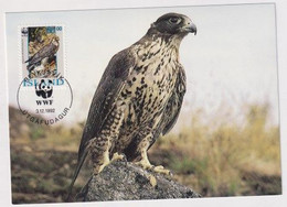 MC 034319 ISLAND - Gyrfalcon - Maximum Cards