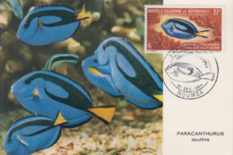 Carte  Maximum  1er Jour   NOUVELLE CALEDONIE   Poisson   Aquarium  De  NOUMEA   1964 - Cartoline Maximum