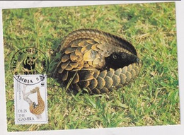 MC 034400 THE GAMBIA - Long-tailed Pangolin - Gambie (1965-...)