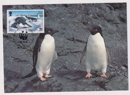 MC 034491 BRITISH ANTARCTIC TERRITORY - Adelie Penguin - Tarjetas – Máxima