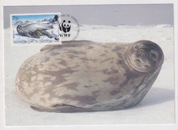 MC 034492 BRITISH ANTARCTIC TERRITORY - Weddell Seal - Tarjetas – Máxima