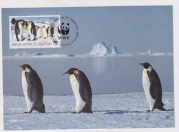 MC 034493 BRITISH ANTARCTIC TERRITORY - Emperor Penguin - Cartoline Maximum