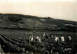 Ay * Une Scène De Vendanges * Vin Vignoble Vendangeur * Viticulture - Ay En Champagne