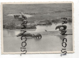 Hippopotames Et Oies D'Egypte. Bugugu Plaine Du Lac Edouard. NELS - Hippopotamuses