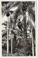 DAHOMEY (Afrique) Récolte Des Palmistes - Dahomey