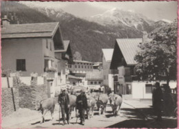 Autriche - Tyrol - ST. ANTON Am ARLBERG - 1304 M - (vaches, Transhumance ?) - St. Anton Am Arlberg