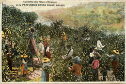 Grasse * La Parfumerie Bruno COURT * La Cueillette Des Fleurs D'oranger * Parfum - Grasse